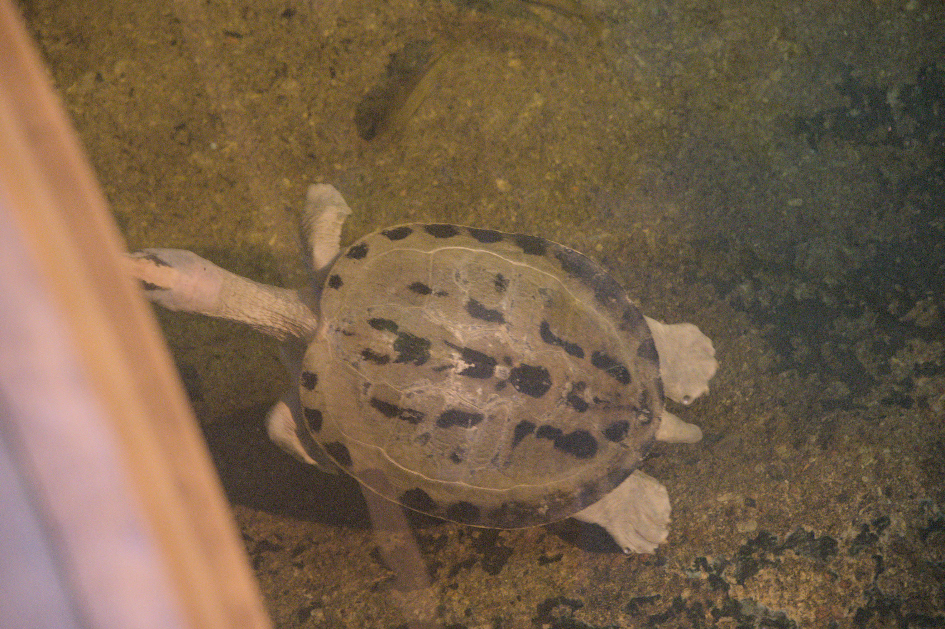 2025/10/12 - zoo/DSC_0136.jpg